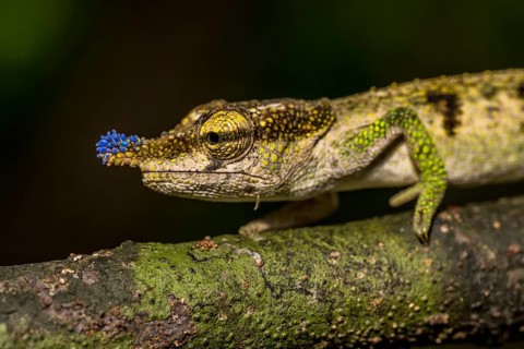 Blue-nosed Chameleon