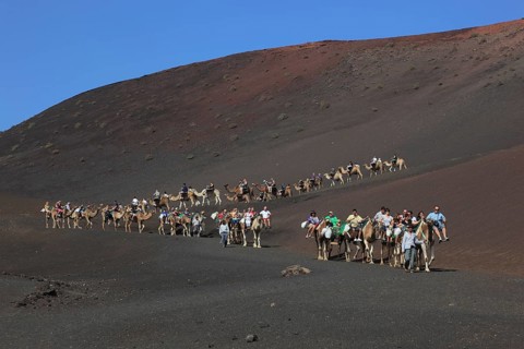 Dromedary Riding for Tourists in Timanfaya National Park
