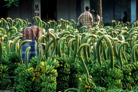 Plantain whole sale market at Coimbatore