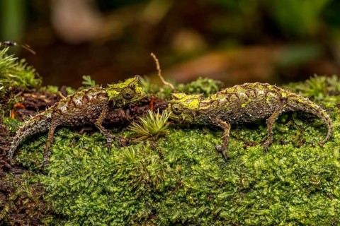 Variegated Earth Chameleon