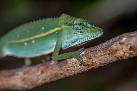 (Calumma guillaumeti), Marojejy National Park, Madagascar, Africa