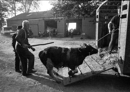 The auction of a bankrupt farm on 22. 09. 1971 in Greven in Muensterland