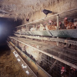 Small farmers in agriculture