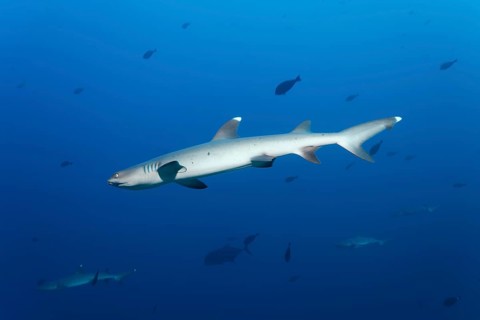 Four whitetip reef sharks