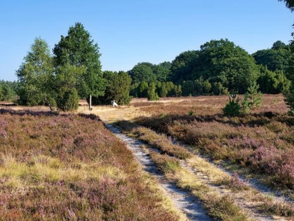 Driveway in the Lueneburg Heath nature park Park during the heath blossom in late summer. Lueneburg Heath