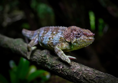 Amber chamaeleon