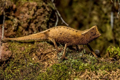 Marojejy leaf chameleon