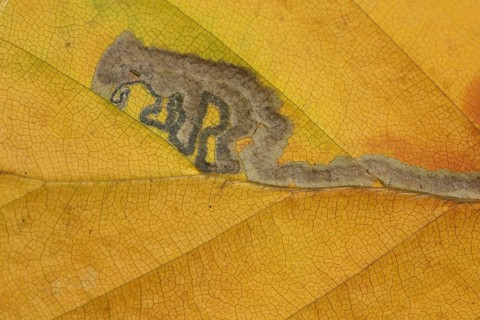 Leaf of copper beech