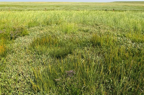 Salt marshes in the dyke foreland