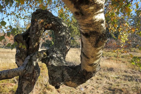 Sunbeams through hanging birch