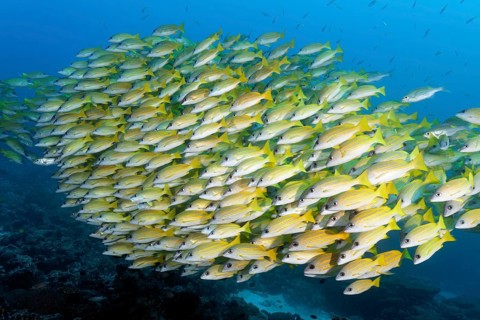 Shoal of Common bluestripe snapper