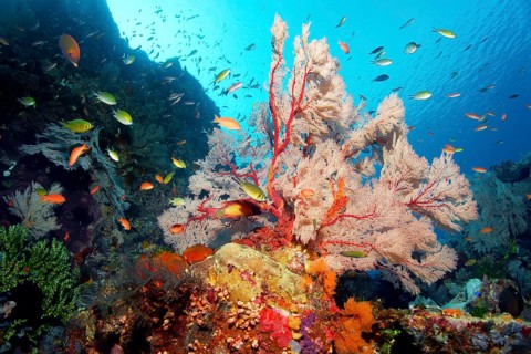 Reef slope in coral reef with various multicoloured soft corals