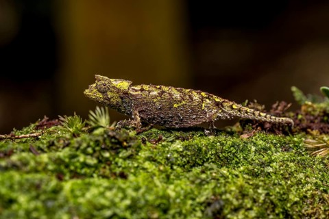 Variegated Earth Chameleon