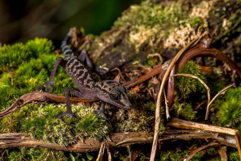 Graceful madagascar ground gecko