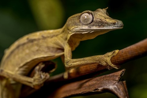 Striped lined leaf-tailed gecko