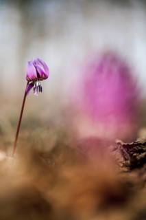 Flowering dog's tooth violet