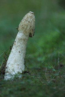 Common Stinkhorn