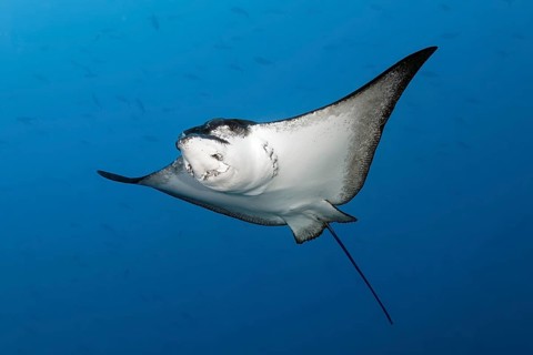 Spotted eagle ray