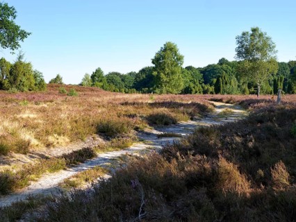 Driveway in the Lueneburg Heath nature park Park during the heath blossom in late summer. Lueneburg Heath