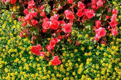 Mexican creeping zinnia