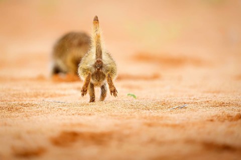 Meerkat