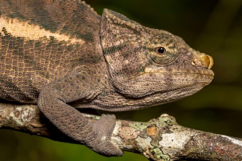 Amber Mountain amber chamaeleon