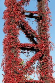 Wild vine in autumn colours growing on metal scaffolding