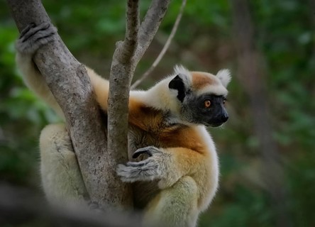 Golden-crowned sifaka
