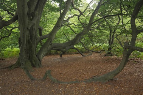 Common beech