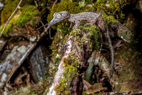 Giant leaf-tailed gecko