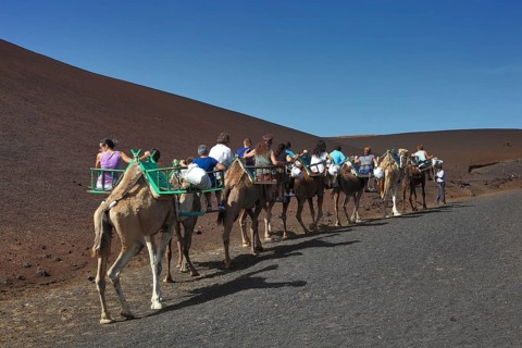 Dromedary Riding for Tourists in Timanfaya National Park
