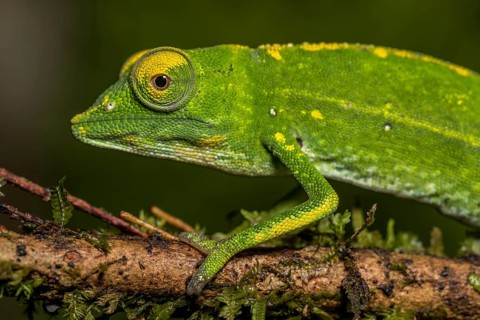 Marojejy chameleon