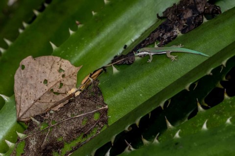 Roesler's day gecko