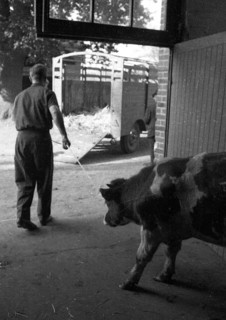 The auction of a bankrupt farm on 22. 09. 1971 in Greven in Muensterland