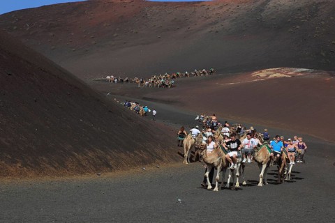 Dromedary Riding for Tourists in Timanfaya National Park