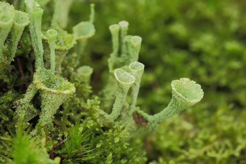 Cup lichen