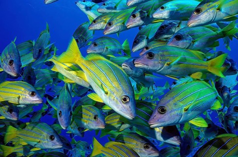 Close-up of shoal of bluestripe snapper