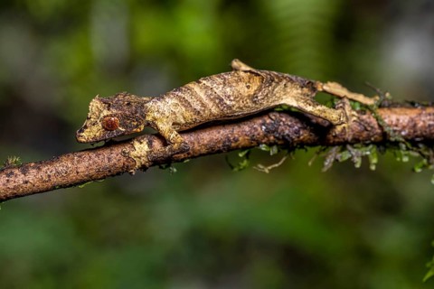 Flat-tailed gecko