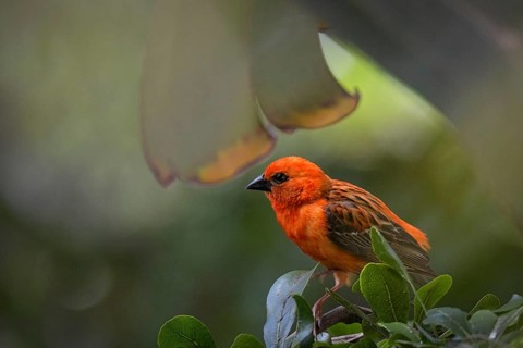 Madagascar red fody