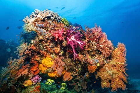 Large coral block with various multicoloured floral animals