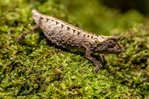 Marojejy Earth Chameleon
