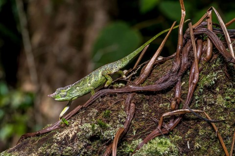 Will's two-horned chameleon