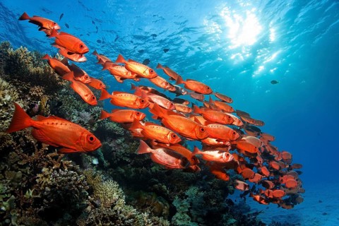 Shoal of common bigeye