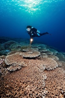 Diver with light looking at reef top densely covered with Acropora stony coral table coral