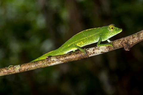 Marojejy chameleon