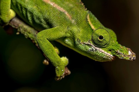 Petters petter's chameleon