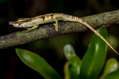 Blue-nosed Chameleon