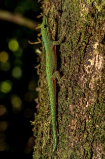 Day gecko
