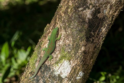 Striped day gecko