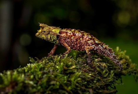 An earth chameleon